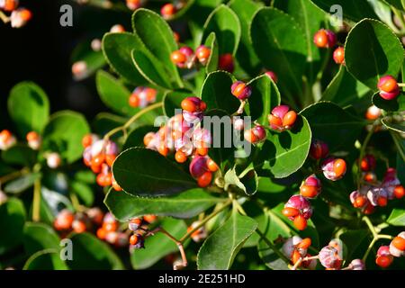 Broche japonaise, broche verte, Japanischer Spindelsträucher, Euonymus japonicus, japán kecskerágó Banque D'Images