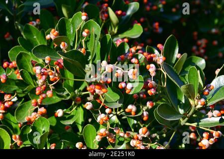 Broche japonaise, broche verte, Japanischer Spindelsträucher, Euonymus japonicus, japán kecskerágó Banque D'Images