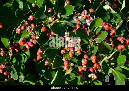 Broche japonaise, broche verte, Japanischer Spindelsträucher, Euonymus japonicus, japán kecskerágó Banque D'Images