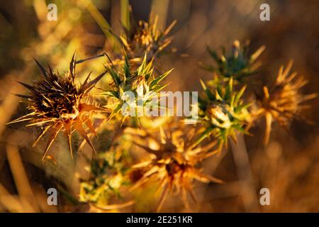 Chardon à tête de fleur mourante. Banque D'Images