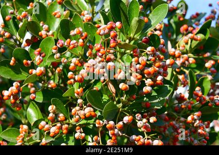 Broche japonaise, broche verte, Japanischer Spindelsträucher, Euonymus japonicus, japán kecskerágó Banque D'Images