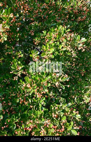 Broche japonaise, broche verte, Japanischer Spindelsträucher, Euonymus japonicus, japán kecskerágó Banque D'Images