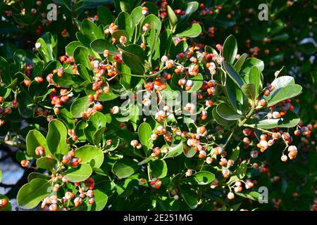 Broche japonaise, broche verte, Japanischer Spindelsträucher, Euonymus japonicus, japán kecskerágó Banque D'Images