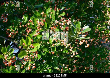 Broche japonaise, broche verte, Japanischer Spindelsträucher, Euonymus japonicus, japán kecskerágó Banque D'Images