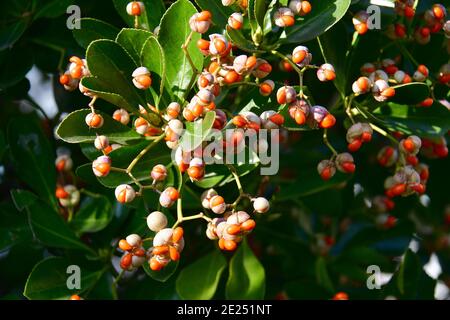 Broche japonaise, broche verte, Japanischer Spindelsträucher, Euonymus japonicus, japán kecskerágó Banque D'Images