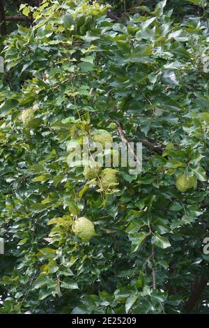 Osage orange (Maclura pomifera). Appelé pomme de haie, pomme de cheval, Bois d'arc, Bodark, boule de singe, bois d'arc, bois jaune et orange Mock aussi Banque D'Images