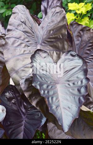 Oreille d'éléphant magique noir (Colocasia esculenta « Black Magic ») Banque D'Images