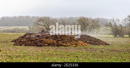 Tas de lisier à la vapeur au milieu du champ en anglais campagne Banque D'Images