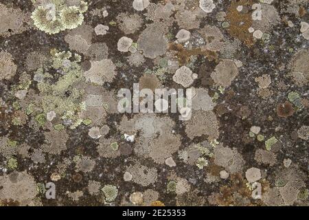 Lichens poussant sur une surface en pierre Banque D'Images