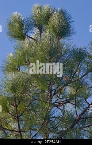 PIN à feuilles longues (Pinus palustris). Appelé PIN jaune du Sud, pin de Floride et pin de Géorgie également. Inclus dans l'Union internationale pour la conservation de Banque D'Images