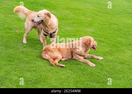 Deux adorables chiens d'or qui jouent les uns avec les autres l'herbe verte Banque D'Images