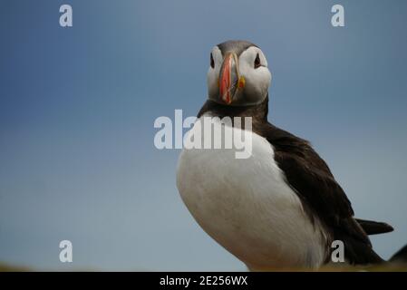 Puffin (fratercula arctica) Sur l'île de mai, en regardant dans la caméra Banque D'Images