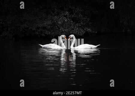 Deux cygnes formant un cœur sur fond noir. Carte de vœux Love, Saint-Valentin Banque D'Images