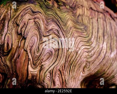 Motifs dans l'écorce des arbres au jardin botanique de Ventnor, île de Wight, Royaume-Uni Banque D'Images