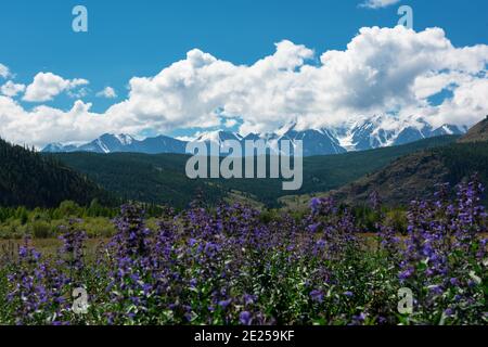 Paysage d'été dans les montagnes de l'Altaï - prairies et champs fleuris sur fond de montagnes Banque D'Images