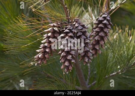 Loui PIN blanc de l'est (Pinus strobus 'Louie') Banque D'Images