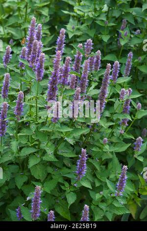 Hyssop d'anis (Agastache foenicule). Appelé hyssop géant bleu, hyssop géant parfumé et hysop géant Lavender également Banque D'Images