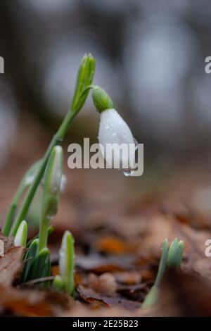 Gouttes de neige Galanthus nivalis dans une forêt de sources brumeuses. Photographie macro des chutes de neige parmi les feuilles mortes. Les premières fleurs douces dans la rosée drops.th Banque D'Images