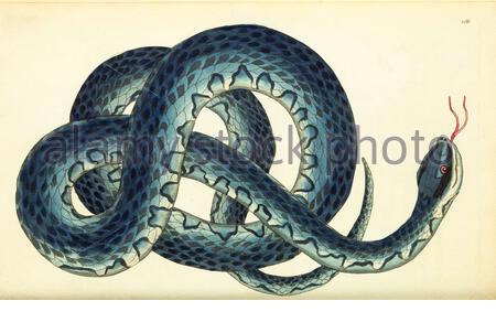 Serpent d'eau du Sud (Nerodia fasciata), illustration ancienne publiée dans la Miscellany du naturaliste de 1789 Banque D'Images