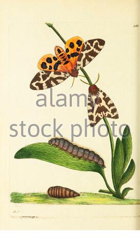 Tiger Moth (Arctia caja), illustration ancienne publiée dans la Miscellany du naturaliste de 1789 Banque D'Images