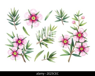 Manuka branche de miel, feuilles et fleur. Illustration aquarelle dessinée à la main isolée sur fond blanc. Banque D'Images
