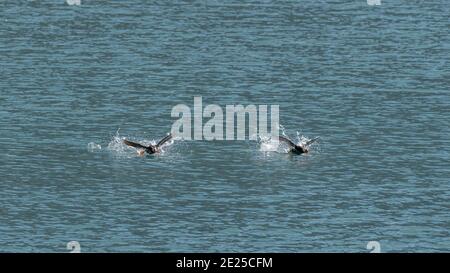 Deux Puffins touffetés (Fratercula cirhata) qui s'envoquent de la surface de l'océan au large de la côte de l'Alaska. Banque D'Images