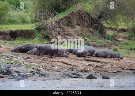 Afrique, Kenya, plaines du Serengeti du Nord, Maasai Mara. Un troupeau ou « bloat » d'hippopotame reposant le long des rives de la rivière Mara. Banque D'Images