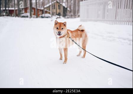 Portrait d'un chien shiba inu rouge avec laisse noire en hiver sur la neige blanche sur le fond du pays maisons Banque D'Images