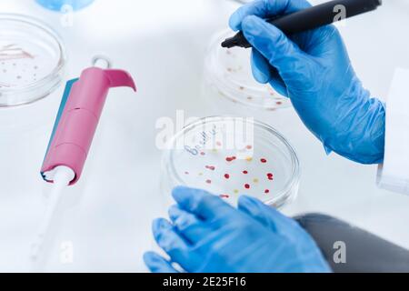 Gros plan. Scientifique marquant une boîte de Petri avec des bactéries virales. Banque D'Images