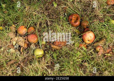 Les pommes sont tombées des arbres et ont laissé pourrir Banque D'Images