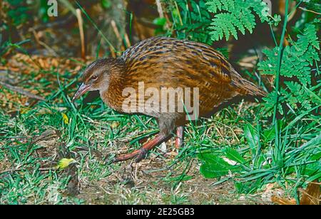 Weka, ( Gallirallus australis scotti,) Stewart Island course. Ulva Island, Paterson Inlet, Stewart Island, Nouvelle-Zélande. Banque D'Images