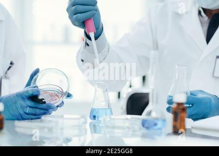 gros plan. Les scientifiques testent du liquide à partir d'une boîte de Petri. Banque D'Images