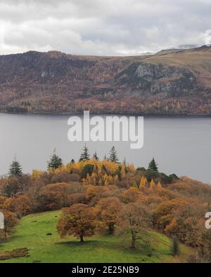 Arbres du parc Brandlehow au bord de Derwent Water, Lake District Banque D'Images