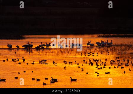 Sunrise North Cave Wetlands Banque D'Images