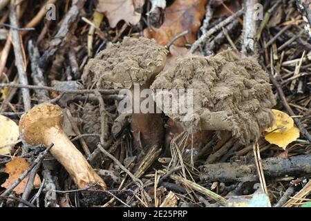 Handkea excipuliformis, connu comme le pilon ou vesse-de vesse-de longue tige, champignons sauvages de Finlande Banque D'Images