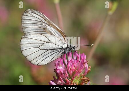 Blanc à veiné noir, Aporia crataegi, un beau papillon finlandais qui se nourrit de trèfle rouge Banque D'Images