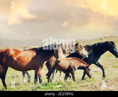 Steppe Tatar chevaux avec queues traditionnellement coupées. Troupeau de chevaux, groupe de mésces, jument avec poulain. Crimée, steppe d'août Banque D'Images