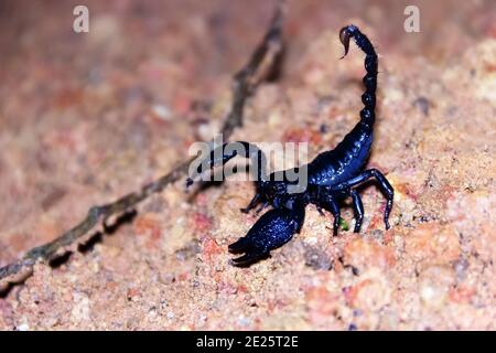 Scorpion de forêt asiatique (Heterometrus spinifer) bleu-noir (bleu métallique). Le scorpion géant de 10 cm chasse les blattes géantes Periplaneta la nuit. Sri Lanka Banque D'Images