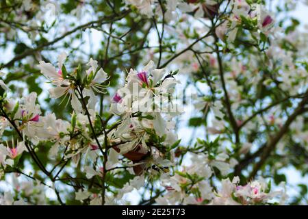 Bauhinia ou Orchid arbre est activement utilisé dans de nombreuses préparations de la médecine asiatique traditionnelle. Les fleurs se rapprochent au printemps en Asie du Sud-est Banque D'Images