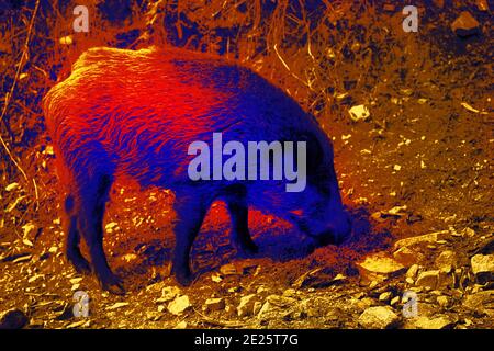 Sanglier dans la caméra thermique scientifique de haute technologie en forêt. Animaux et température dans des conditions cachées Banque D'Images