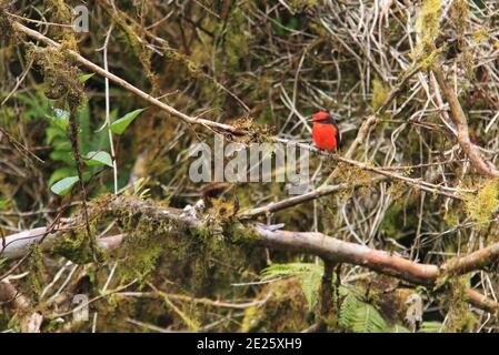 Le Vermilion flycatcher oiseau des îles Galapagos Banque D'Images