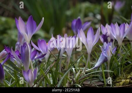 Fleurs de crocus pourpres, Crocus tommasinianus, Lilac Beauté, vue latérale gros plan, floraison en Grande-Bretagne au printemps Banque D'Images