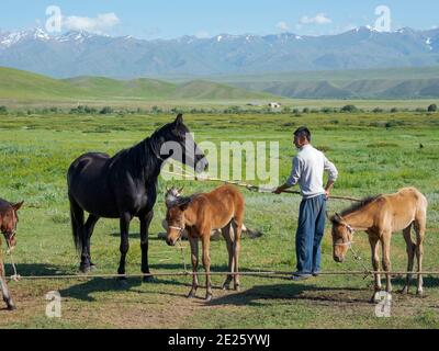 Traite une jument, attrape et tient la jument et le foal. Chevaux pour la production de lait, de kumys et de viande. Une ferme typique sur la plaine de Suusamyr, une h Banque D'Images