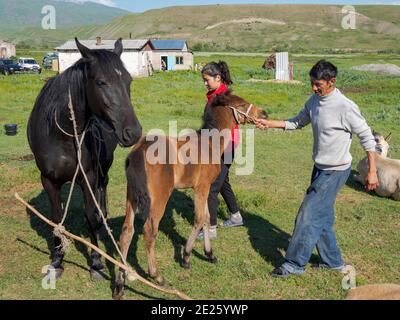 Traite une jument, attrape et tient la jument et le foal. Chevaux pour la production de lait, de kumys et de viande. Une ferme typique sur la plaine de Suusamyr, une h Banque D'Images