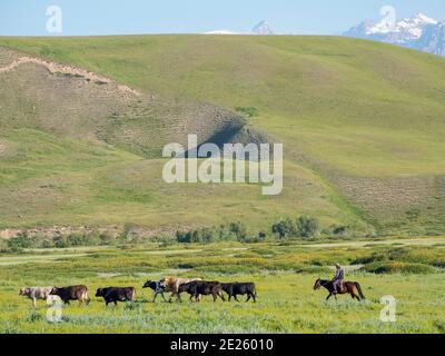 Bétail sur pâturage. Une ferme typique sur la plaine de Suusamyr, une haute vallée dans les montagnes Tien Shan. Asie, Asie centrale, Kirghizistan Banque D'Images