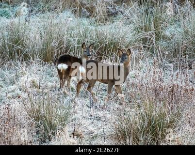 Almondell, West Lothian, Écosse, Royaume-Uni. Météo, le 12 janvier 2021. Cerf sauvage de Roe broutant par une journée glacial dans le parc régional d'Almondell, Livingston West Lothian, Écosse, Royaume-Uni. . Crédit : Ian Rutherford/Alay Live News. Banque D'Images