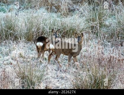 Almondell, West Lothian, Écosse, Royaume-Uni. Météo, le 12 janvier 2021. Cerf sauvage de Roe broutant par une journée glacial dans le parc régional d'Almondell, Livingston West Lothian, Écosse, Royaume-Uni. . Crédit : Ian Rutherford/Alay Live News. Banque D'Images