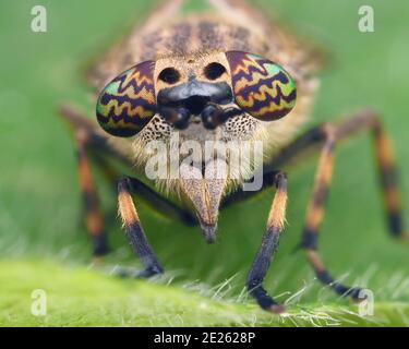 Vue frontale de la mouche à cheval à entaille (Haematopota pluvialis) femelle. Tipperary, Irlande Banque D'Images