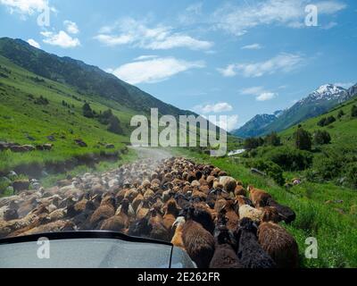 Les moutons conduisent à leur pâturage d'été de haute altitude. Parc national Besch Tasch dans la chaîne de montagnes Talas Alatoo, Tien Shan ou Heavenly Mountains. Asie Banque D'Images