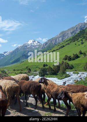 Les moutons conduisent à leur pâturage d'été de haute altitude. Parc national Besch Tasch dans la chaîne de montagnes Talas Alatoo, Tien Shan ou Heavenly Mountains. Asie Banque D'Images